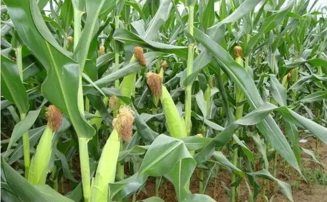 2020年全國普及乙醇汽油 生物燃料要唱主角 生物質(zhì)顆粒機(jī)設(shè)備為之驕傲 2020年全國普及乙醇汽油 生物燃料要唱主角 生物質(zhì)顆粒機(jī)設(shè)備為之驕傲