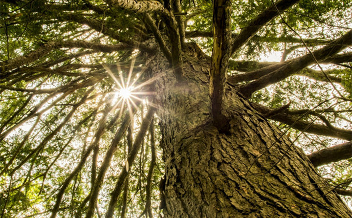 國家林草局張煒:大力發(fā)展林業(yè)生物質能源和木竹替代 實現(xiàn)生物減排固碳 國家林草局張煒:大力發(fā)展林業(yè)生物質能源和木竹替代 實現(xiàn)生物減排固碳