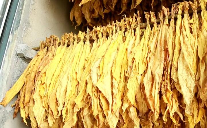 “烘烤出來的煙葉非常漂亮，色澤勻稱鮮亮，不像以前燃煤烘烤容易掛灰，鋸末顆粒機(jī)的顆粒燃料烤煙既環(huán)保又降低了勞動(dòng)強(qiáng)度?！痹谠摯鍦阉汉婵竟?chǎng)，種植戶張國輝忙著將一桿桿“黃金葉”從生物質(zhì)新能源烤房中取出，他對(duì)“綠色烘烤”贊不絕口。